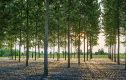 Sylviculture de peuplier